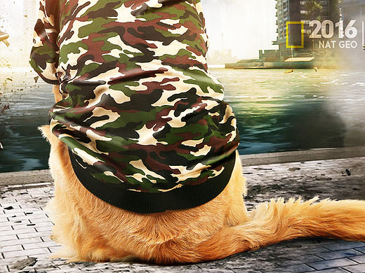 【主图】宠物主图设计修图