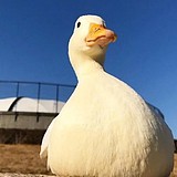 pennyliu的头像