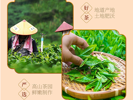 茶详情