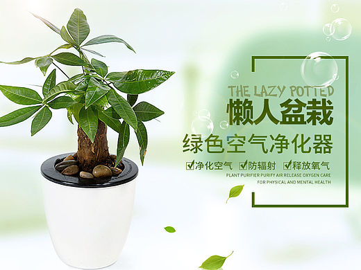觅可绿植详情页