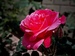 母親節(jié)的禮物