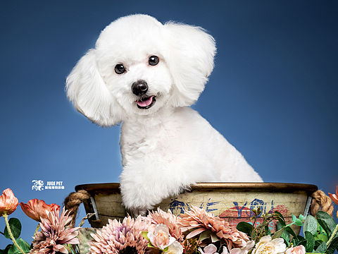 聚格宠物摄影｜比熊犬拍摄