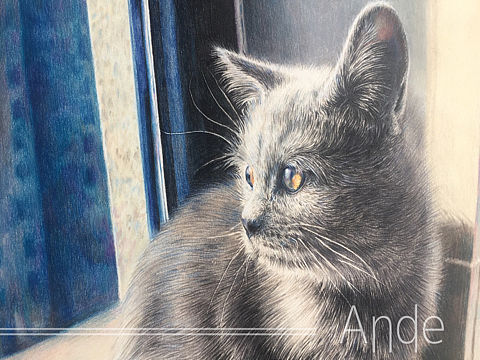 彩铅猫咪手绘作品