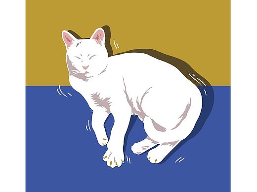 一只叫小白的猫