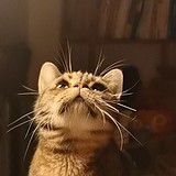 辞客的头像