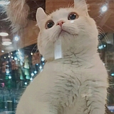 青年王大壮的头像