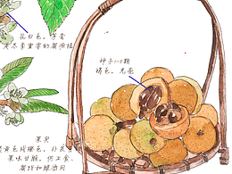 手绘植物