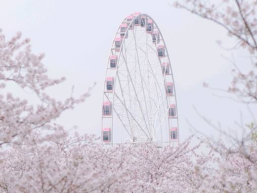 摩天轮与浪漫樱花