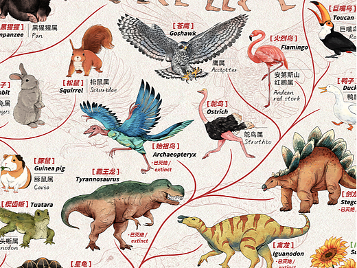 生物谱系树 生物进化论 插图设计