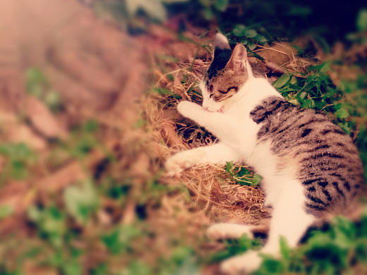 小憩（个人主页-ZMTkyODU2NTI=） - 宠物摄影 - 站酷设计师周秋萍zh原创素材 - 站酷ZCOOL