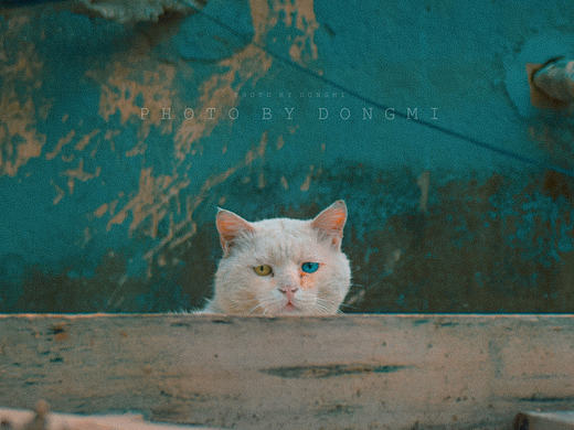 猫 系列（北京胡同）