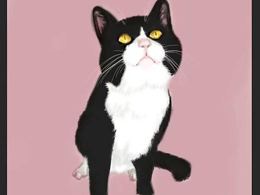 猫咪板绘
