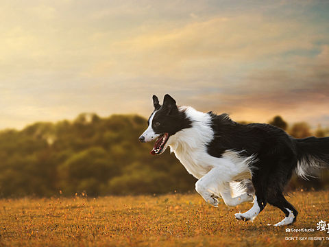 寵物攝影 | 『動態(tài)』