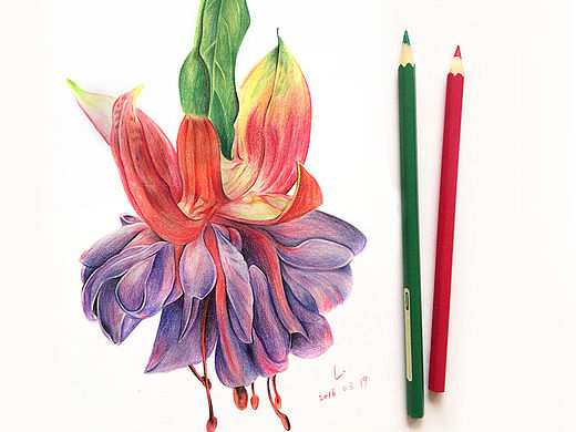 【彩铅】花之绘_吊钟海棠花