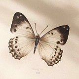 香罗的头像