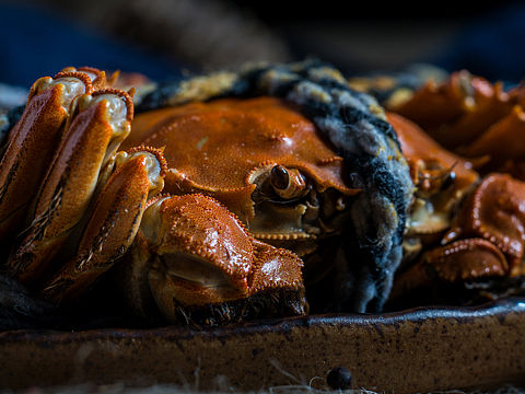 秋黄【大闸蟹】