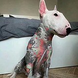 西门吹瓶的头像
