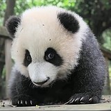 这猫不吃鱼的头像