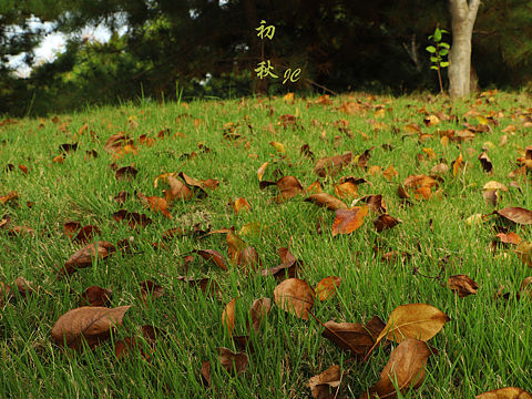 初秋（个人主页-ZMzk5MDYwNDQ=） - 风光摄影 - 站酷设计师JCLONG_原创素材 - 站酷ZCOOL