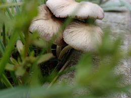 春游