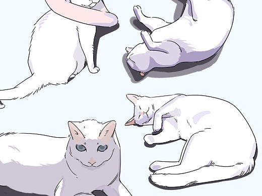 【猫咪百态】