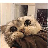 小文sama的头像
