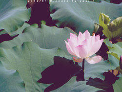 出淤泥而不染 濯清涟而不妖-桥头观莲