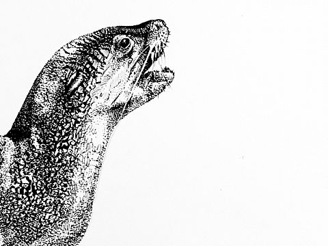 南冥有雨(钢笔插画✒)插画初尝试。