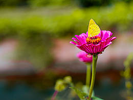 牵牛花