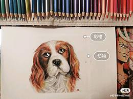 彩鉛 史賓格狗狗