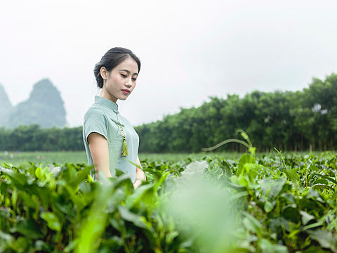 英德红茶品牌团队形象照－茶园外景