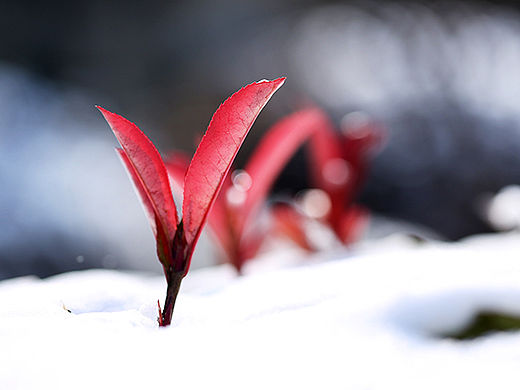 冬日暗香（个人主页-ZMTQ4NTA3NjQ=） - 风光摄影 - 站酷设计师挂糖原创素材 - 站酷ZCOOL