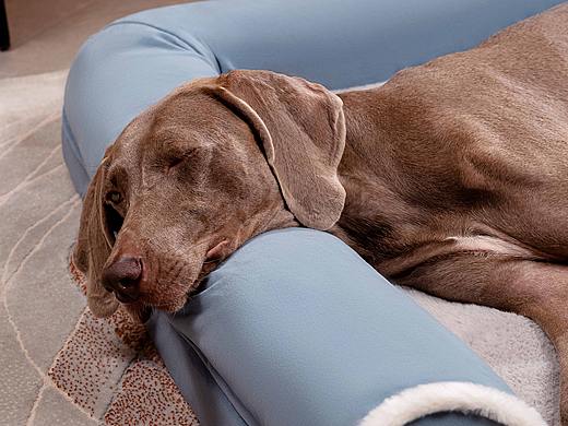 宠物窝摄影（个人主页-ZNjYwMTgyMDQ=） - 产品摄影 - 站酷设计师一木光影原创素材 - 站酷ZCOOL