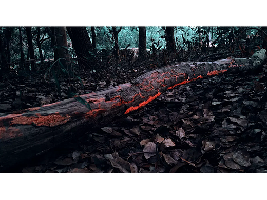 一场沉浸式的景观剧场 — 幻光森林