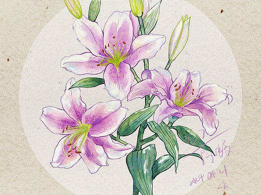 PS板绘水彩百合花