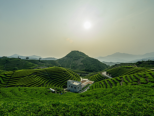 茶叶外景拍摄 茶山拍摄 鸭屎香