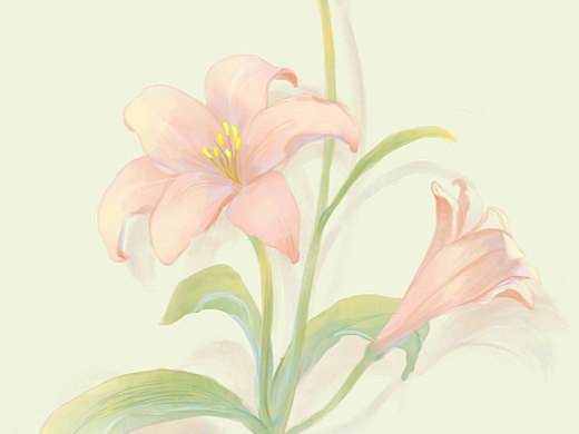 粉粉的百合花（个人主页-ZNjQ0ODM4NTI=） - 创作习作 - 站酷设计师画白_原创素材 - 站酷ZCOOL