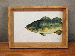 相框里的路亚-鲈鱼