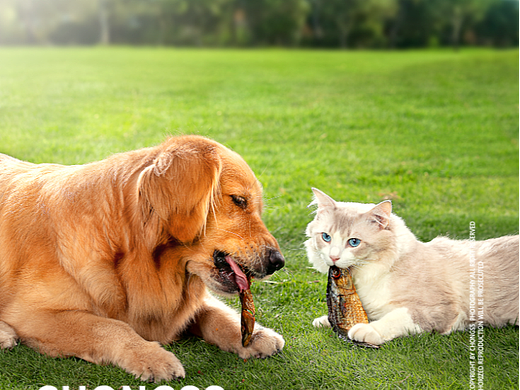 宠物食品拍摄/宠物零食拍摄/佩蒂股份