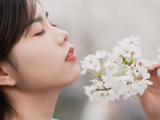 白樱花写真