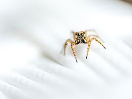 微距攝影小品3p