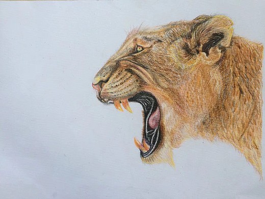 狮子纯艺术-绘画67003年前彩铅画 多肉植物纯艺术-绘画74023年前素描