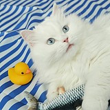 kiriiiiiii的头像