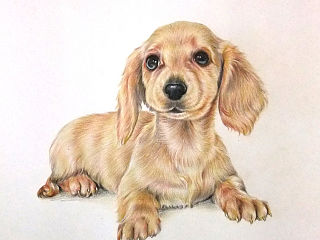 色鉛筆的寵物萌繪里面的萌狗（個人主頁-ZMzU3OTY3Ng==） - 商業(yè)插畫 - 站酷設(shè)計師Zealxin原創(chuàng)素材 - 站酷ZCOOL