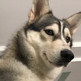 Snoopy的四心鸭的头像