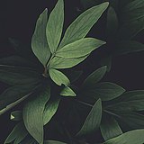 Aqian摄影的头像