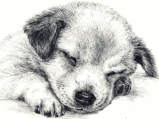 针管笔萌犬系列创作