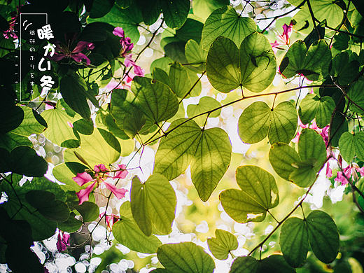 暖冬——在深圳的第一个摄影作品（个人主页-ZMTk4MjEzMDQ=） - 产品摄影 - 站酷设计师繁星小理原创素材 - 站酷ZCOOL