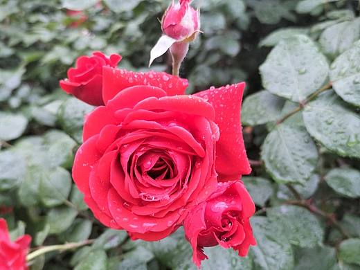 花（个人主页-ZNTQ4MTE3MjA=） - 其他摄影 - 站酷设计师tiiyr原创素材 - 站酷ZCOOL