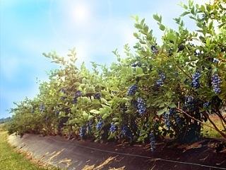 万家欢蓝莓广宣